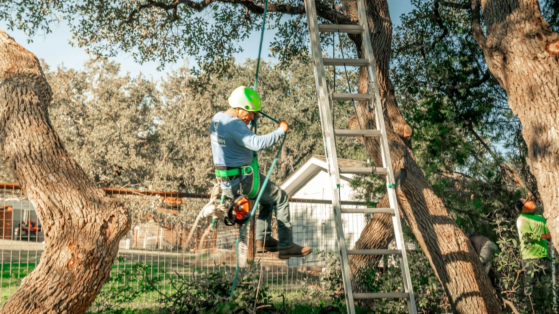 Arborist using climbing gear while removing a large tree